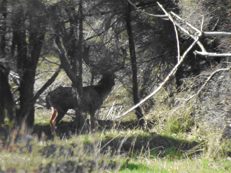 5) 16th April - A wild Wairarapa Fallow buck pictured by Howard Egan