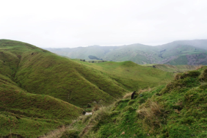 Aranui Fallow Meat Hunt Trip Report By Brenton Hodgson